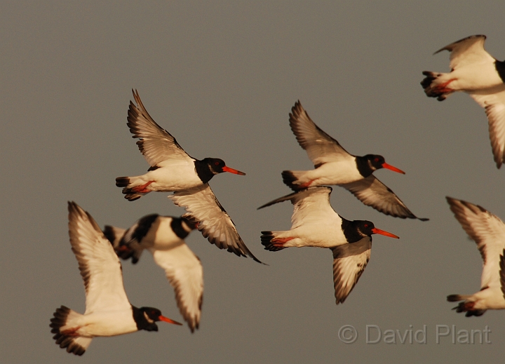 Oystercatcher - G.jpg - Oystercatcher flock flying - Norfolk